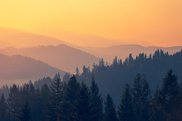 大型猫科动物有哪些