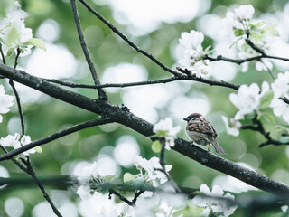 大型猫科动物有哪些