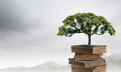 家中放什么花最旺宅（盘点九种旺财又旺宅的植物）