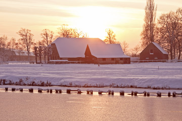 大型猫科动物有哪些